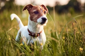 Những điều cần biết về chó Parson Russell Terriers