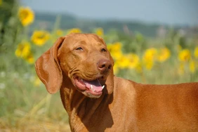 Những điều cần biết về Wirehaired Vizslas