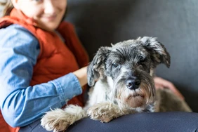 Tất cả về Miniature Schnauzers