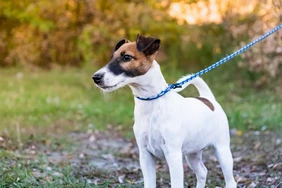 Những điều cần biết về Smooth Fox Terriers