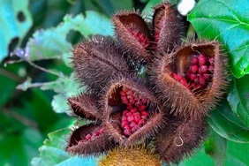 Annatto là gì?