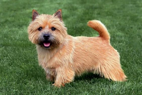 Những điều cần biết về Norwich Terriers