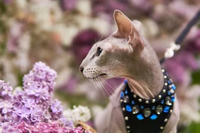 Những điều cần biết về Peterbald