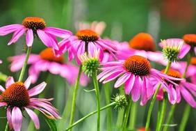 Lợi ích sức khỏe của Echinacea
