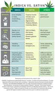 Indica và Sativa: Sự khác biệt là gì?
