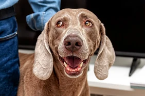 Những điều cần biết về chó Weimaraner