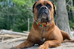 Những điều cần biết về Bullmastiff