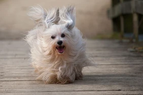 Tất cả về Havanese