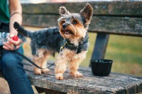 Những điều cần biết về Yorkshire Terriers