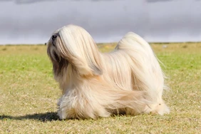 Những điều cần biết về Lhasa Apso