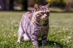 Những điều cần biết về American Bobtails