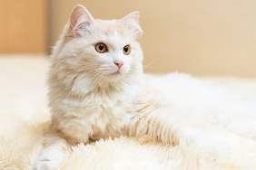 Những điều cần biết về mèo Angora Thổ Nhĩ Kỳ