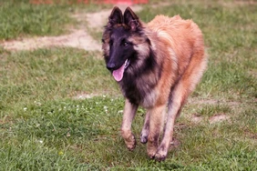 Những điều cần biết về chó Tervuren Bỉ