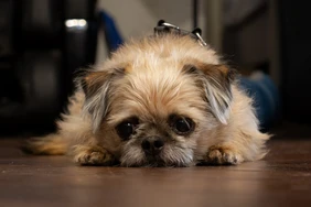 Những điều cần biết về Brussels Griffon