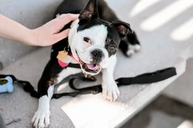 Tất cả về Boston Terriers