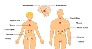 Hệ thống nội tiết và các tuyến của cơ thể con người