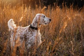 Những điều cần biết về English Setters