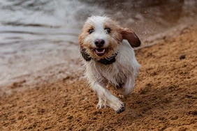 Những điều cần biết về Grand Basset Griffon Vendéen