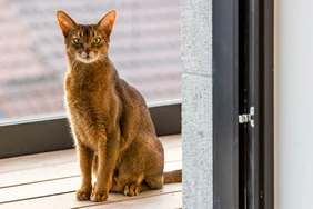 Những điều cần biết về mèo Abyssinian