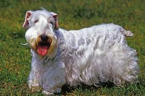 Những điều cần biết về Sealyham Terriers