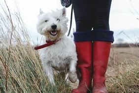 Những điều cần biết về West Highland White Terriers