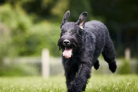 Những điều cần biết về chó Schnauzer khổng lồ