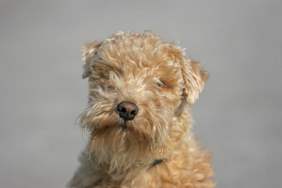 Những điều cần biết về Lakeland Terriers