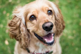 Tất cả về American Cocker Spaniels