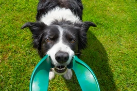 Những điều cần biết về Border Collie