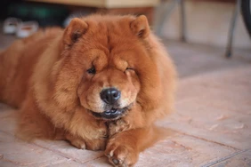 Những điều cần biết về Chow Chow