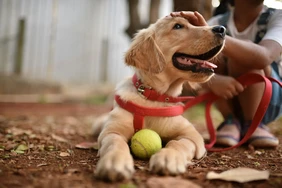 Những điều cần biết về Golden Retriever