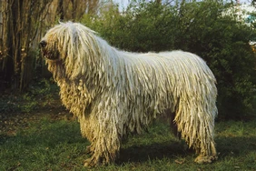 Những điều cần biết về Komondor