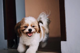Những điều cần biết về Shih Tzus