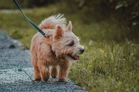 Những điều cần biết về Norfolk Terriers