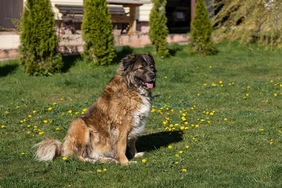 Những điều cần biết về Leonberger