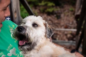 Những điều cần biết về Soft Coated Wheaten Terriers