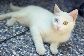 Những điều cần biết về mèo Turkish Van