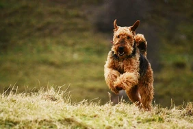 Những điều cần biết về Airedale Terriers