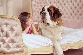 Những điều cần biết về Saint Bernard