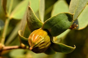 Lợi ích sức khỏe của dầu Jojoba