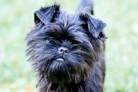 Những điều cần biết về chó Affenpinscher