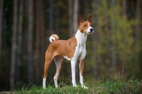 Những điều cần biết về Basenjis