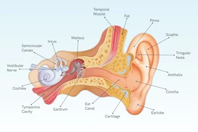 Ù tai dạng mạch đập là gì?