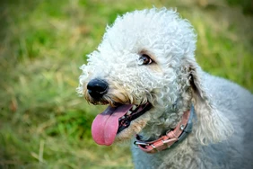 Những điều cần biết về Bedlington Terriers