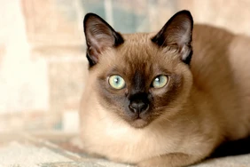 Những điều cần biết về mèo Tonkinese