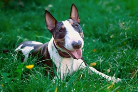 Những điều cần biết về Miniature Bull Terriers