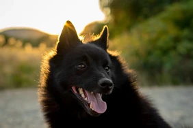 Những điều cần biết về Schipperkes
