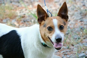 Những điều cần biết về Rat Terriers