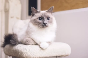 Những điều cần biết về mèo Ragdoll