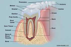 Chăm sóc răng và nướu của bạn